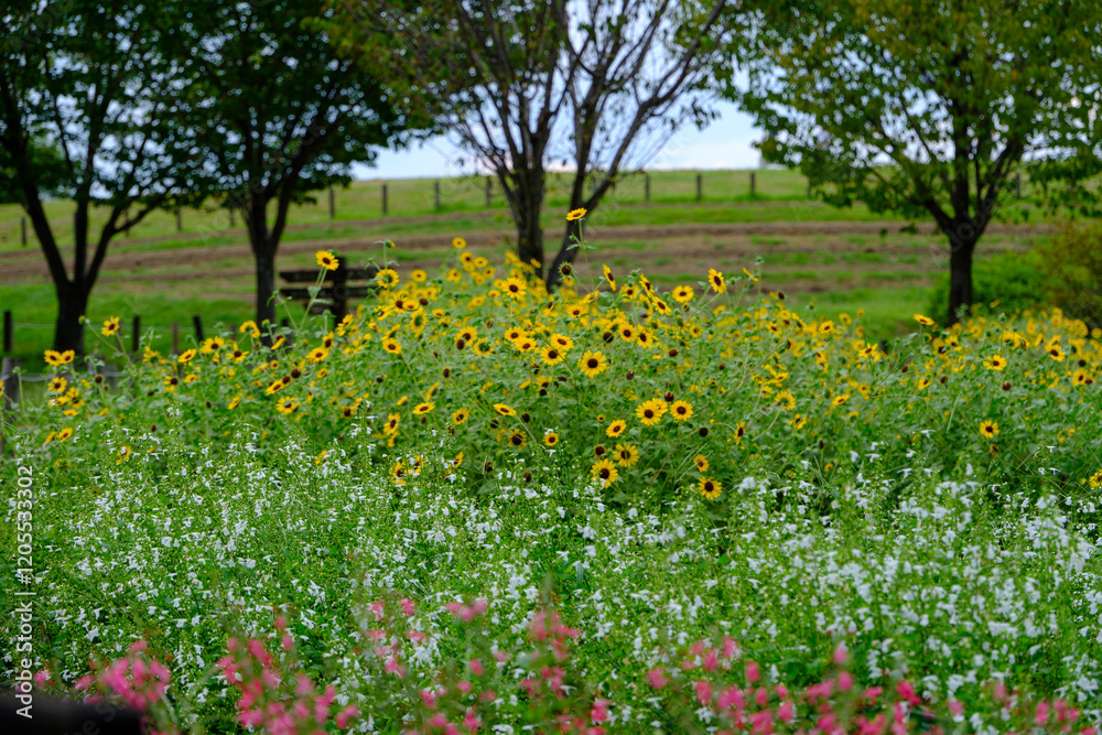 Fototapeta premium ヒマワリ以外にも白い花、ピンク色の花が咲いている