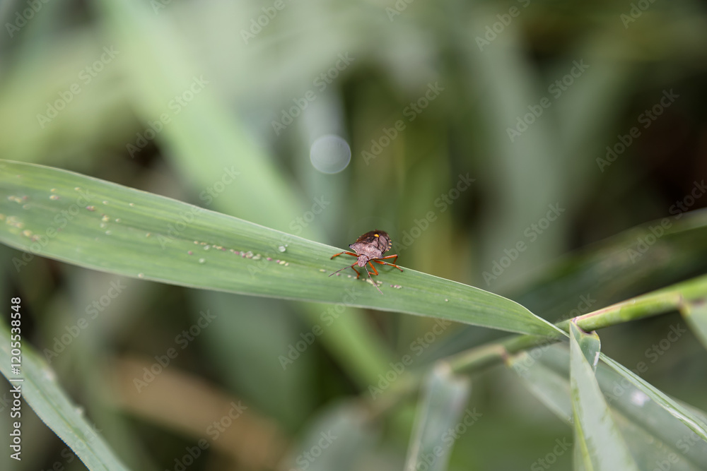 Fototapeta premium Ein braune Wanze auf einem Blatt.