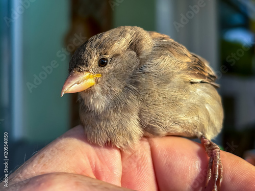 Nahaufnahme eines jungen Spatz, Sperlings. photo