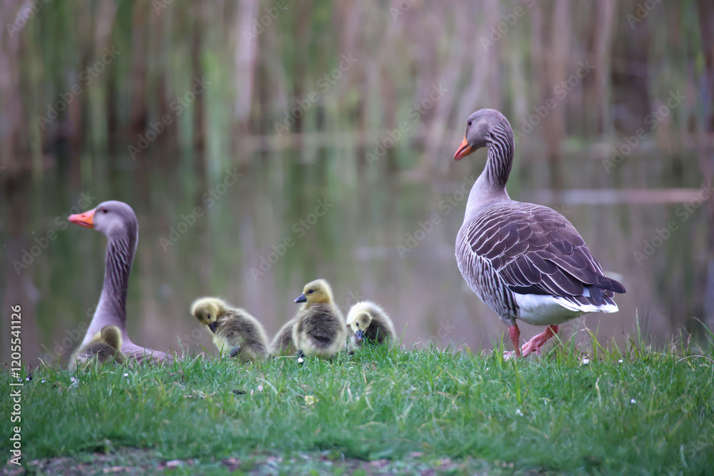 Eine Familie Graugänse an einem Dorfteich. Eine Familie Graugänse an einem Dorfteich.