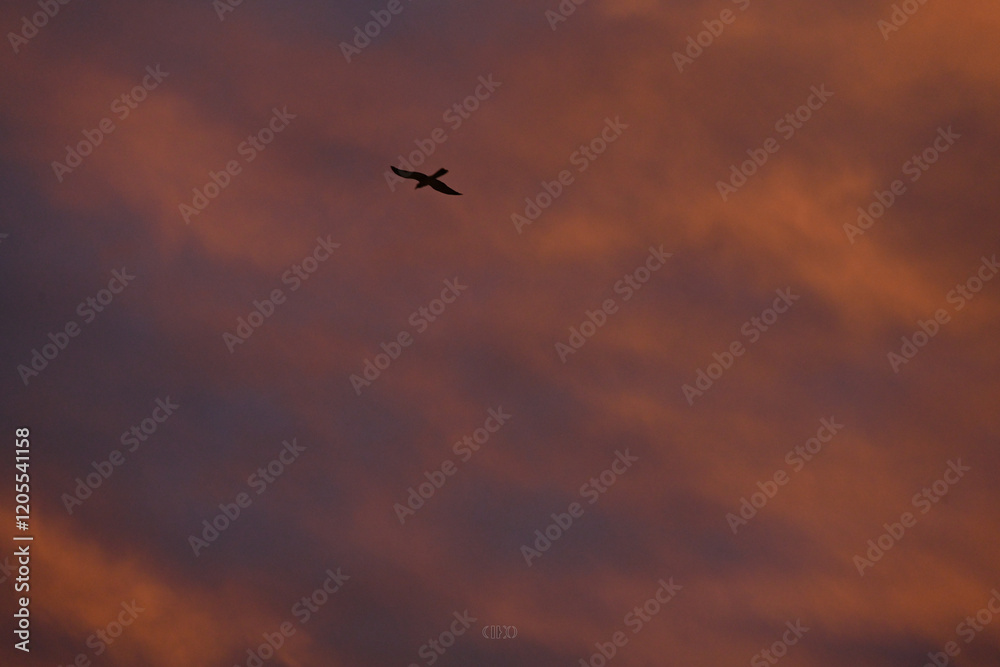 sunrise new year day