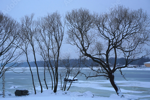 Landscape in Peterhof. Gulf of Finland in winter with a view of Petergov in St. Petersburg photo