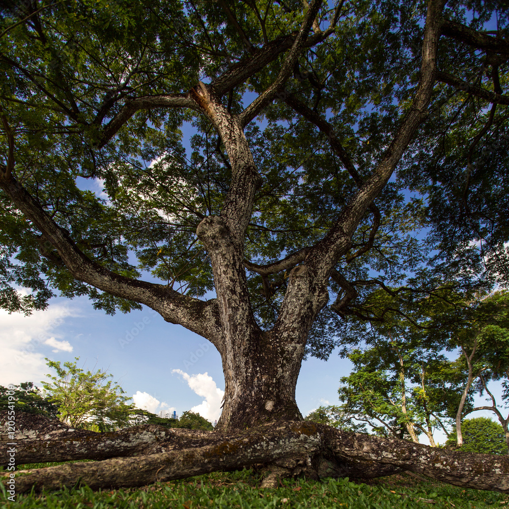 Obraz premium tree in the park