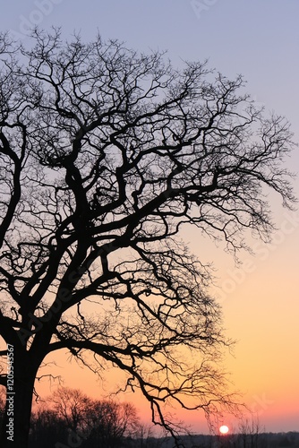 Obraz na płótnie Kahle Zweige einer alten Eiche mit Abendhimmel bei Sonnenuntergang im Winter, Trauerkarte w salonie