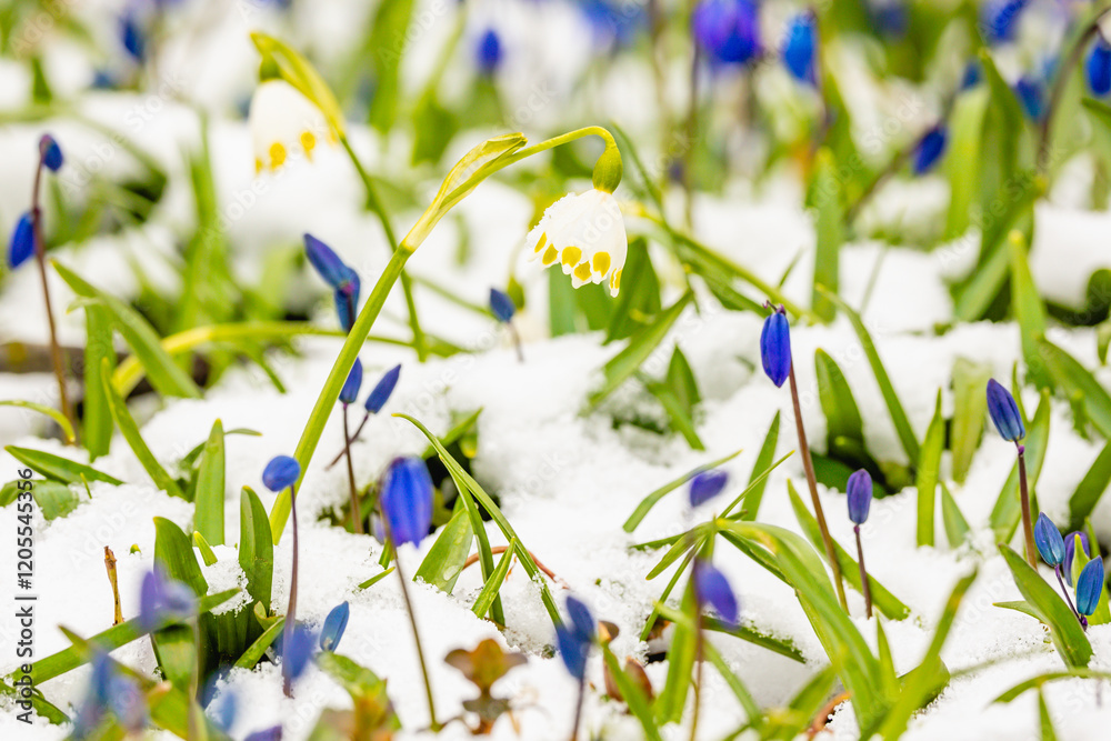 spring flowers in the grass