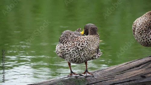 A serene duck perched on a log in a flowing river, preening its feathers in a peaceful moment. Captured in 4K high resolution, ideal for wildlife and nature storytelling.
