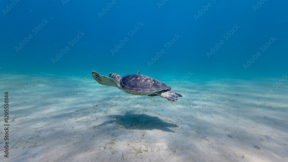 Obraz premium Turtle swims underwater. A sea turtle swims above the sandy bottom of the sea in clear transparent water.