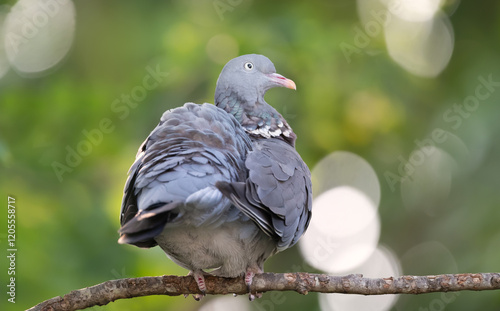 Wood pigeon perched on a tree branch against colourful background