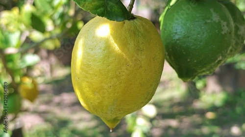 yellow lemons hanging on branch