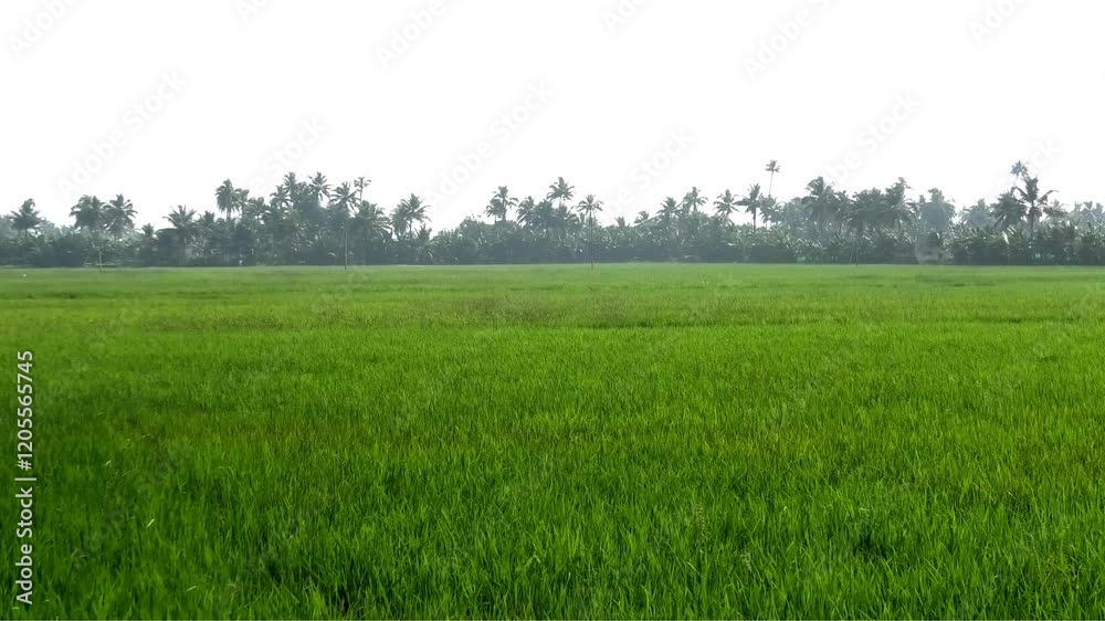A paddy field landscape in Kerala, India with fresh rice plants A paddy field landscape in Kerala, India with fresh rice plants