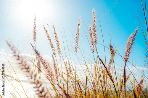 Closeup view of Purple Fountain Grass (Pennisetum setaceum) photo