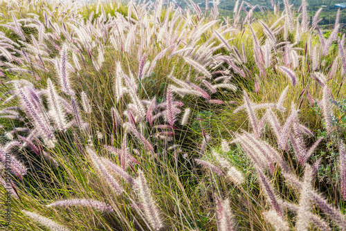 View of Purple Fountain Grass (Pennisetum setaceum) photo