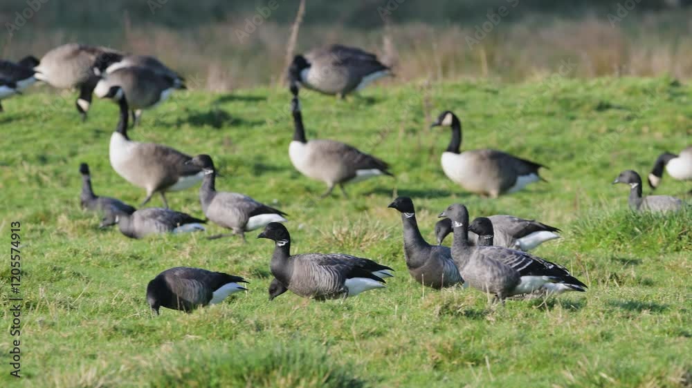 Brent Goose, Branta bernicla - birds on marshes, Devon, England Brent Goose, Branta bernicla - birds on marshes, Devon, England