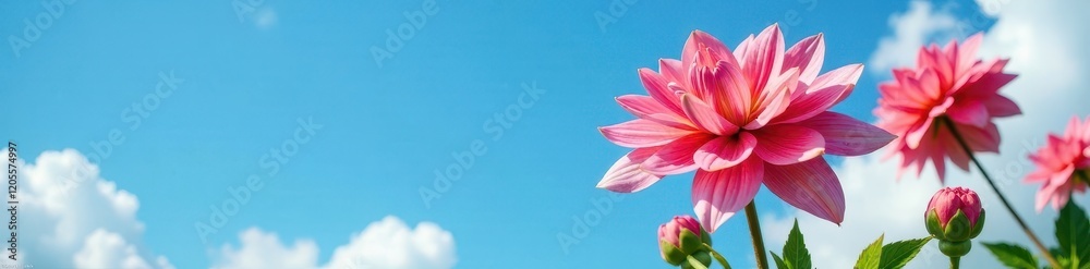 Fototapeta premium Red dahlia in full bloom against bright blue sky, flowers, sunny