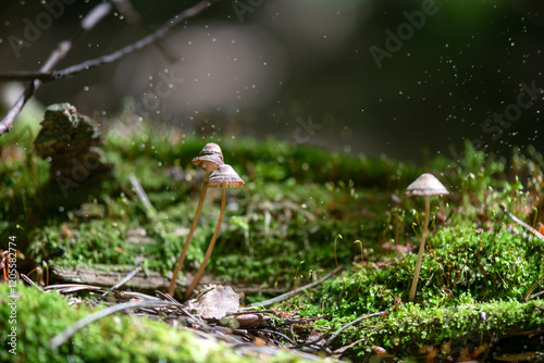 A green clearing covered with many interesting mushrooms creates a magical and mysterious picture in the forest. Macrophotography.