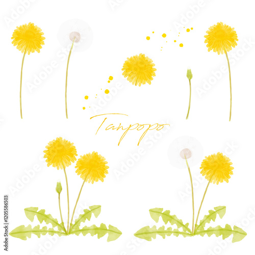 たんぽぽの手描き水彩画イラスト