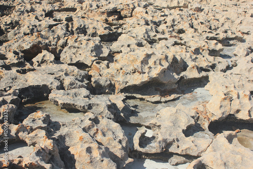 Dry coral surface. Natural geological formation.