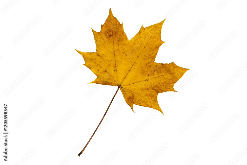 Yellow autumn Canada maple leaf isolated transparent png Yellow autumn Canada maple leaf isolated transparent png