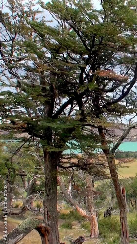 Experience stunning beauty of Los Alerces National Park in Andes of Argentina, where ancient trees rise against vibrant turquoise waters, inviting you to explore nature's tranquility and majesty. Experience stunning beauty of Los Alerces National Park in Andes of Argentina, where ancient trees rise against vibrant turquoise waters, inviting you to explore nature's tranquility and majesty.