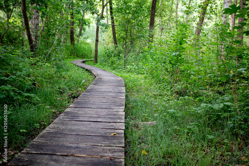 A Serene and Winding Path That Travels Through a Beautiful Lush Green Forest Landscape A Serene and Winding Path That Travels Through a Beautiful Lush Green Forest Landscape