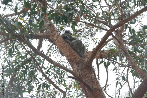 Tower Hill, along the Great Ocean Road, is an extinct volcanic crater with wildlife like koalas, kangaroos, and emus. It offers scenic walks, stunning views, and a unique nature reserve.