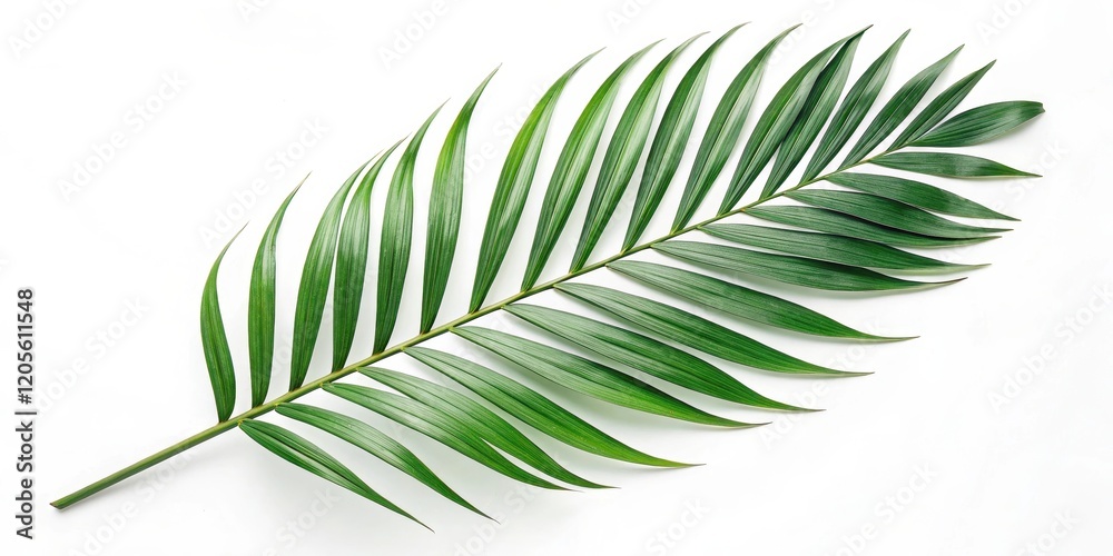 Obraz premium A single vibrant green palm frond isolated on a pristine white background, showcasing the intricate detail of its leaves and elegant curvature.