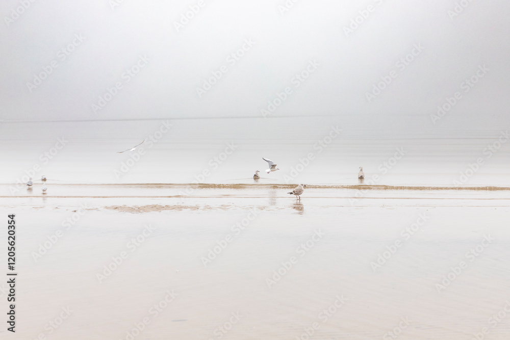 Scenic landscape. Stranded sea gulls surrounded by a wave against a background of foggy sky and sea Scenic landscape. Stranded sea gulls surrounded by a wave against a background of foggy sky and sea