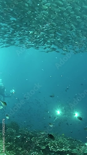 Wallpaper Mural Witness a mesmerizing swarm of sardines gliding through crystal-clear waters, creating dynamic patterns around vibrant coral reefs in the Philippines, showcasing the beauty of marine life. Torontodigital.ca