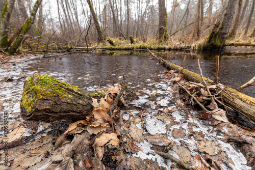 Baumstumpf im Attemsmoor photo