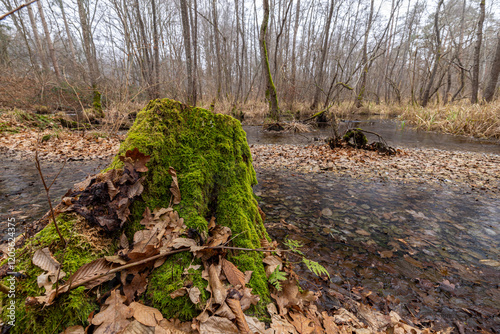 Baumstumpf im Attemsmoor photo