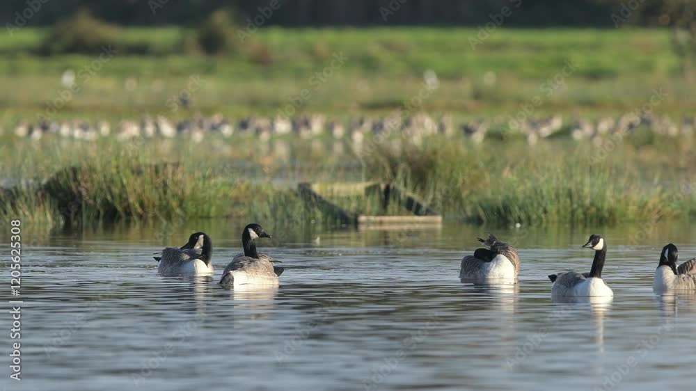 Canada Goose, Branta canadensis birds in flight over winter Marshes, Devon, England Canada Goose, Branta canadensis birds in flight over winter Marshes, Devon, England