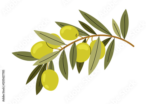 Olive tree. Green olives on branch. Natural ingredient for mediterranean cuisine. Fresh and ripe olives illustration. Healthy and vegetarian food.