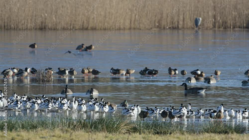 Canada Goose, Branta canadensis birds in flight over winter Marshes, Devon, England Canada Goose, Branta canadensis birds in flight over winter Marshes, Devon, England