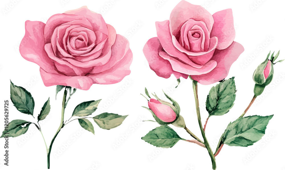illustration of a rose