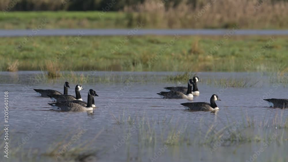 Canada Goose, Branta canadensis birds in flight over winter Marshes, Devon, England Canada Goose, Branta canadensis birds in flight over winter Marshes, Devon, England