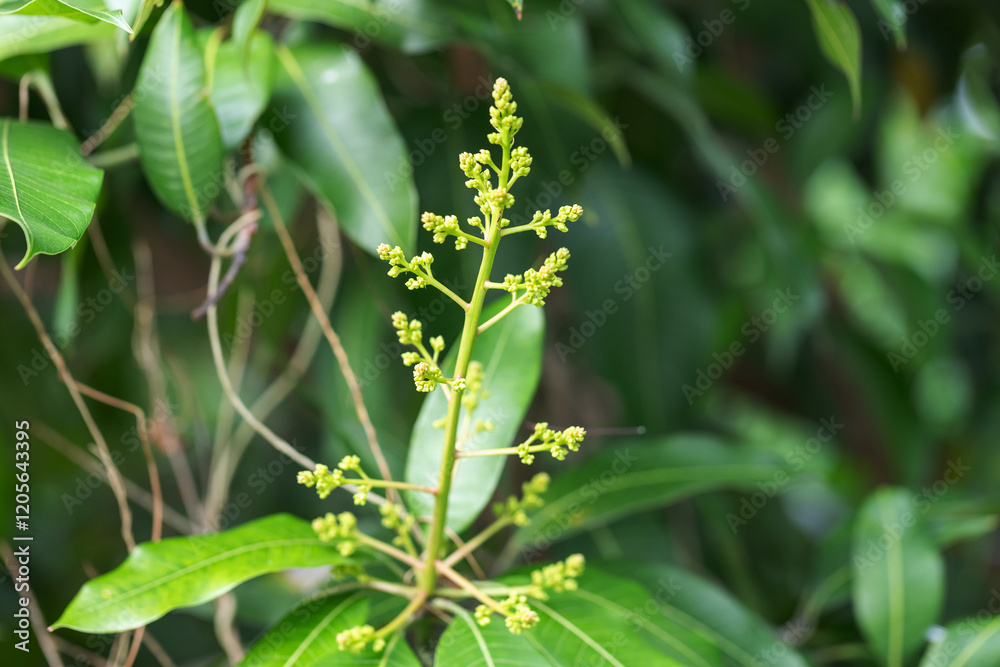 Mango blossoms are blooming before fruiting..The mango bouquet of mango flower is bloom in the nature Mango blossoms are blooming before fruiting..The mango bouquet of mango flower is bloom in the nature