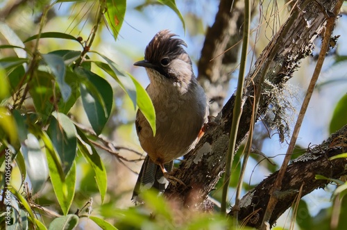 Hoary-throated barwing photo