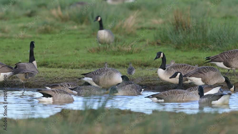 Canada Goose, Branta canadensis birds in flight over winter Marshes, Devon, England Canada Goose, Branta canadensis birds in flight over winter Marshes, Devon, England