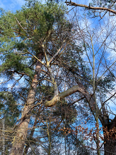 Große Wald Kiefer Pinaceae krumm gewachsen und mit anderer Kiefer verschlungen photo