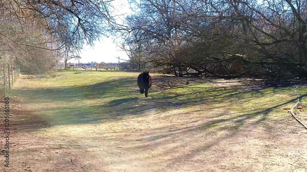An alpaca is running towards us, its scientific name is Vicugna paco An alpaca is running towards us, its scientific name is Vicugna paco