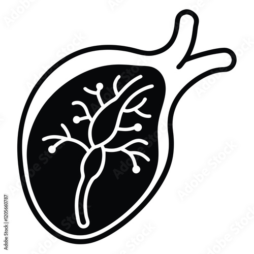 Spleen Healthy Internal Organ