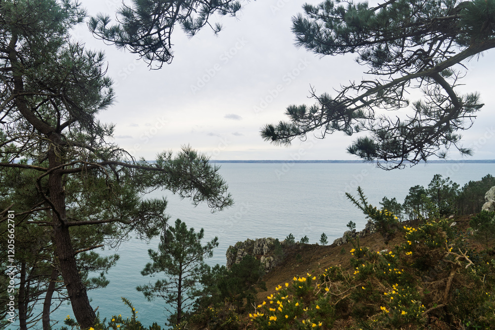 Falaises abruptes avec des ajoncs jaunes en fleurs, dominant les eaux turquoise de la mer d’Iroise sous un ciel nuageux d’hiver. Falaises abruptes avec des ajoncs jaunes en fleurs, dominant les eaux turquoise de la mer d’Iroise sous un ciel nuageux d’hiver.