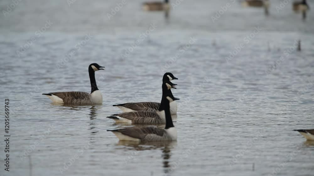 Canada Goose, Branta canadensis birds in flight over winter Marshes, Devon, England Canada Goose, Branta canadensis birds in flight over winter Marshes, Devon, England