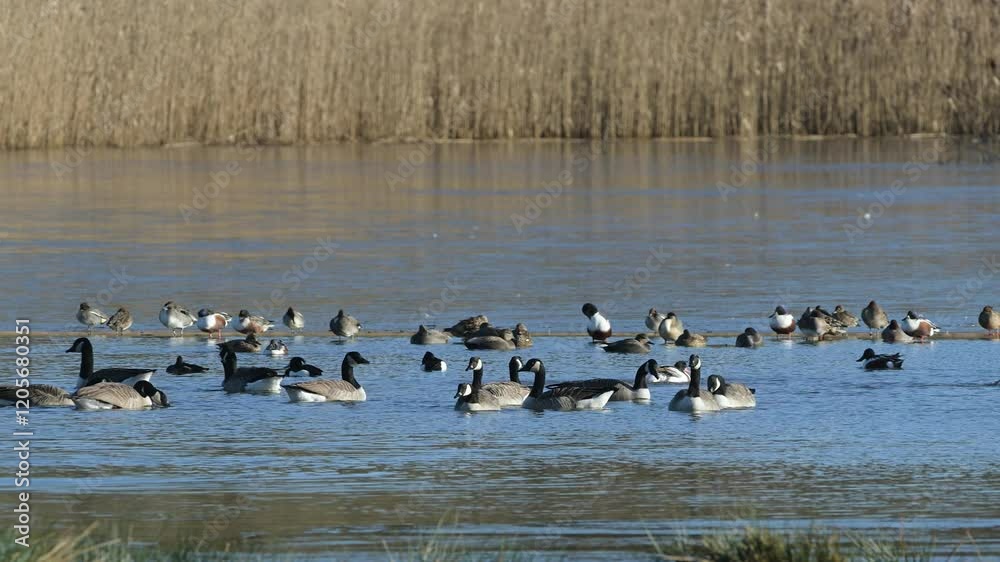 Canada Goose, Branta canadensis birds in flight over winter Marshes, Devon, England Canada Goose, Branta canadensis birds in flight over winter Marshes, Devon, England