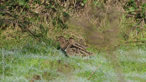 Common Snipe, Gallinago gallinago - feeding birds on frost marshes