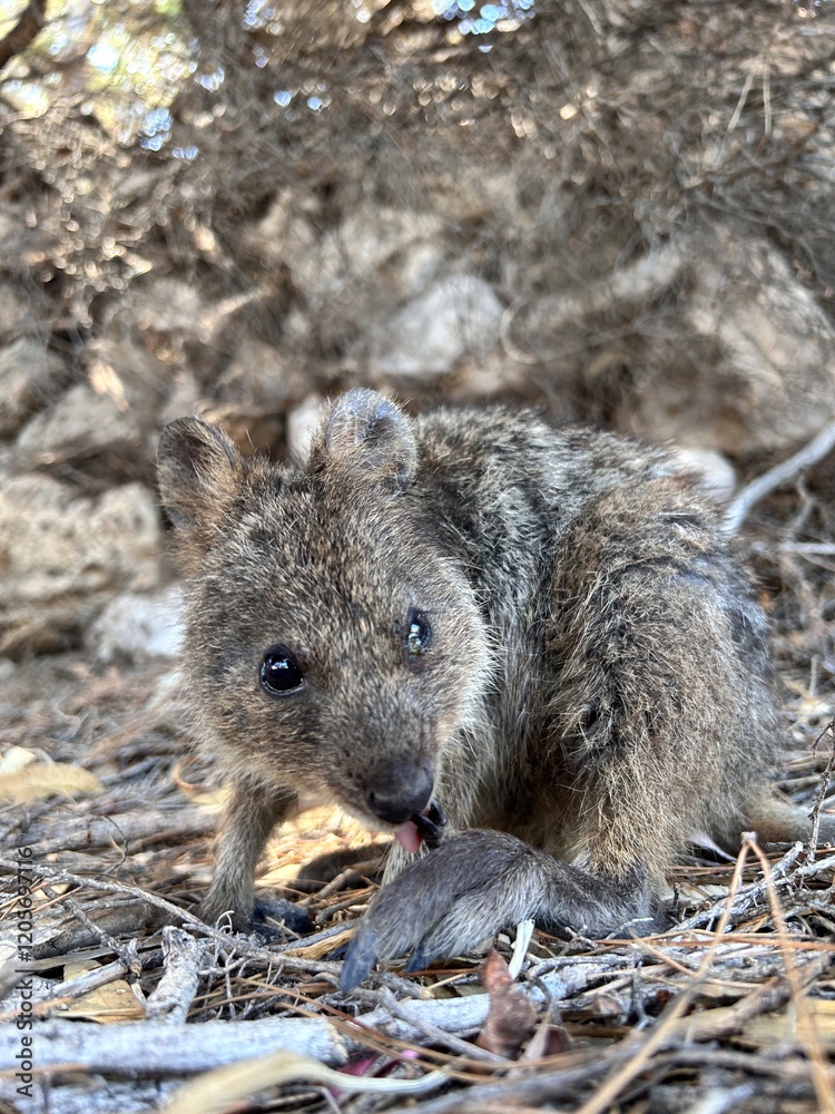 Naklejka premium Rottnest Island, near Perth, offers crystal-clear waters perfect for swimming, snorkeling, and diving. Its pristine beaches, marine life, and friendly quokkas make it a paradise for visitors.