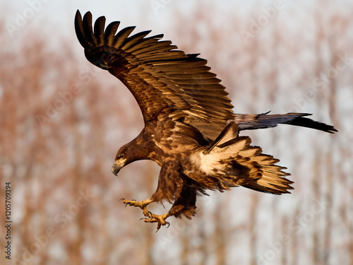 White-tailed eagle (haliaeetus albicilla)