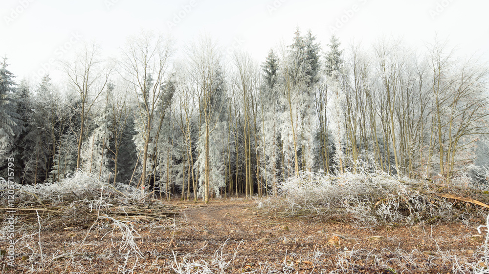 Trees covered in frost stand behind brown earth. Trees covered in frost stand behind brown earth.