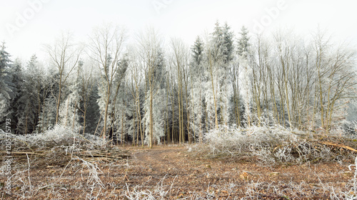 Wallpaper Mural Trees covered in frost stand behind brown earth. Torontodigital.ca
