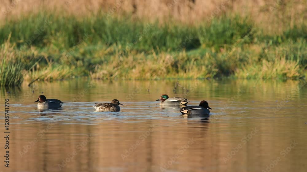 Eurasian Teal, Anas crecca, birds in spring courtship on marshes Eurasian Teal, Anas crecca, birds in spring courtship on marshes